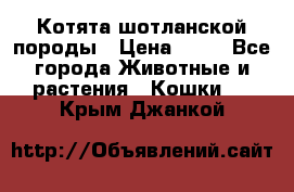 Котята шотланской породы › Цена ­ 40 - Все города Животные и растения » Кошки   . Крым,Джанкой